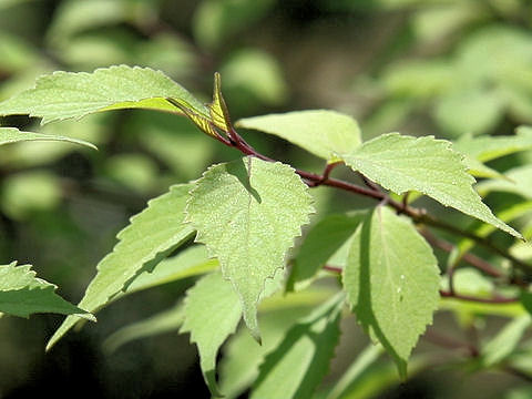 Callicarpa shikokiana