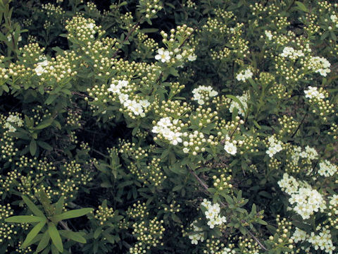 Spiraea niopponica var. tosaensis