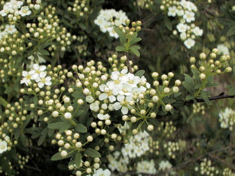 Spiraea niopponica var. tosaensis