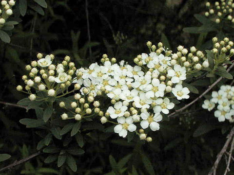 Spiraea niopponica var. tosaensis