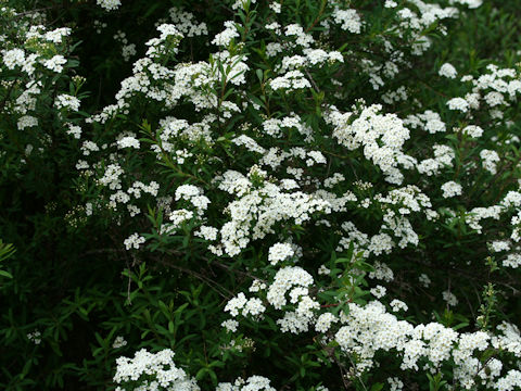 Spiraea niopponica var. tosaensis