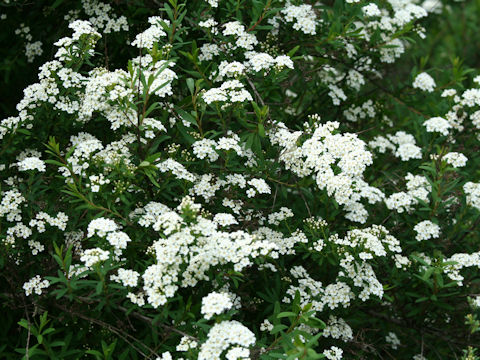 Spiraea niopponica var. tosaensis