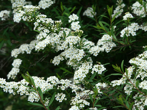 Spiraea niopponica var. tosaensis