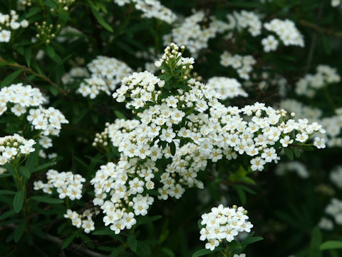 Spiraea niopponica var. tosaensis