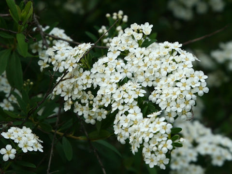 Spiraea niopponica var. tosaensis