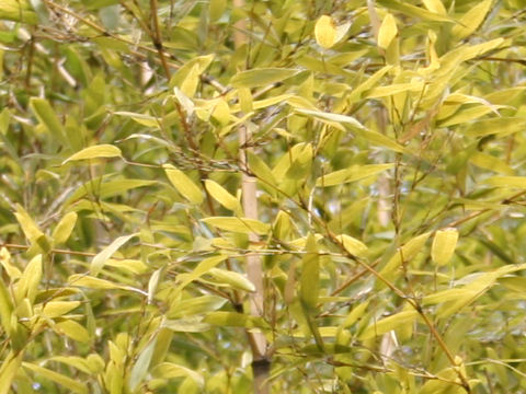 Phyllostachys nigra var. tosaensis