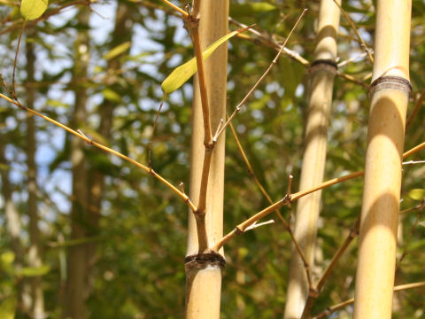 Phyllostachys nigra var. tosaensis