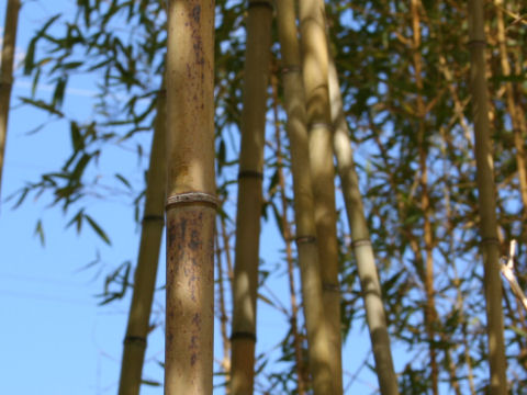 Phyllostachys nigra var. tosaensis