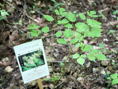 Astilbe thunbergii var. congesta