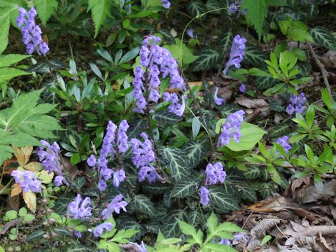 Scutellaria maekawae f. abbreviata