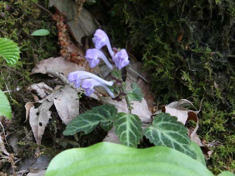 Scutellaria maekawae f. abbreviata