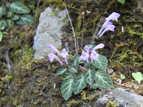 Scutellaria maekawae f. abbreviata