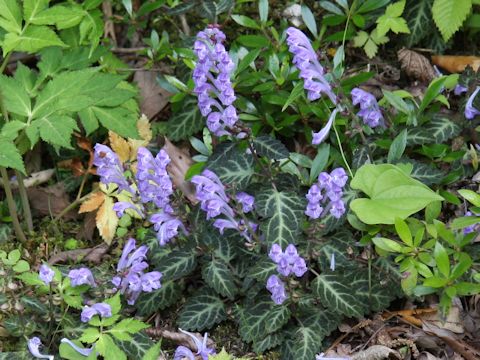 Scutellaria maekawae f. abbreviata