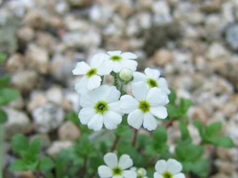 Androsace chamaejasme ssp. lehmanniana