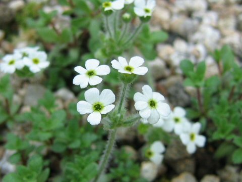 Androsace chamaejasme ssp. lehmanniana