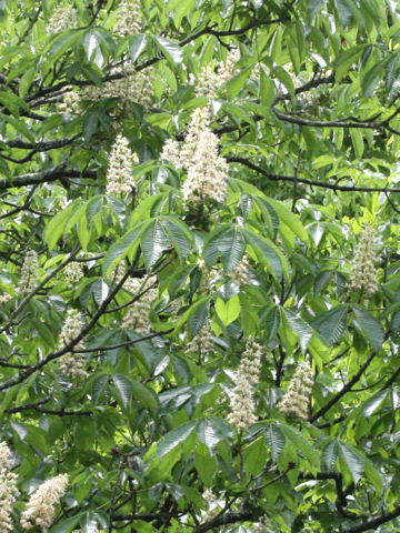 Aesculus turbinata