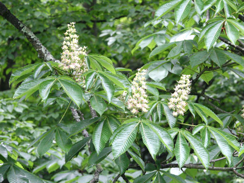 Aesculus turbinata