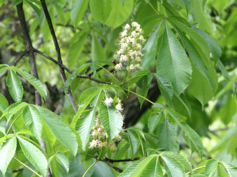 Aesculus turbinata