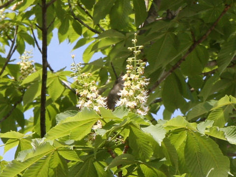 Aesculus turbinata