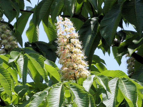 Aesculus turbinata