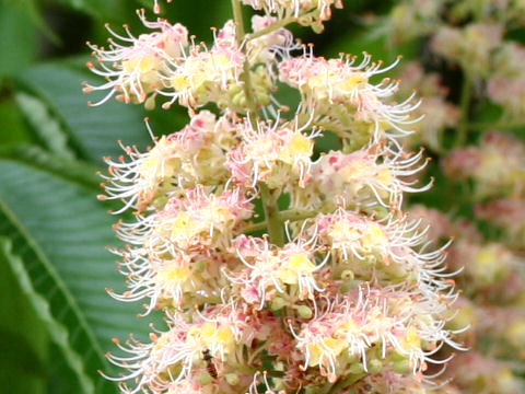 Aesculus turbinata