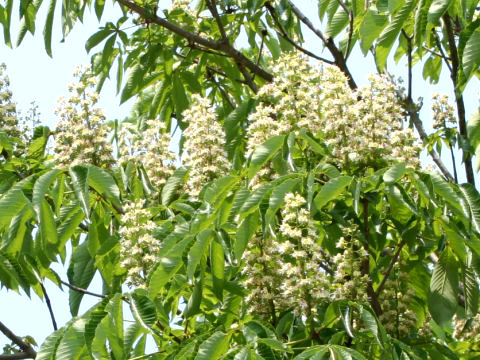 Aesculus turbinata