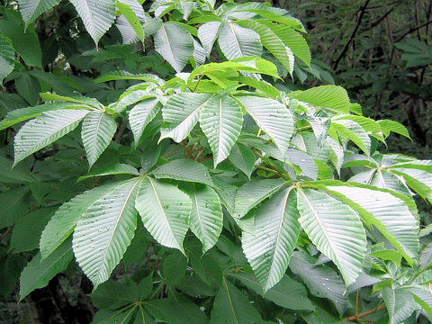 Aesculus turbinata