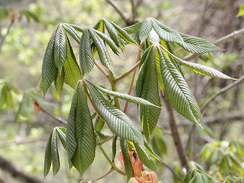 Aesculus turbinata