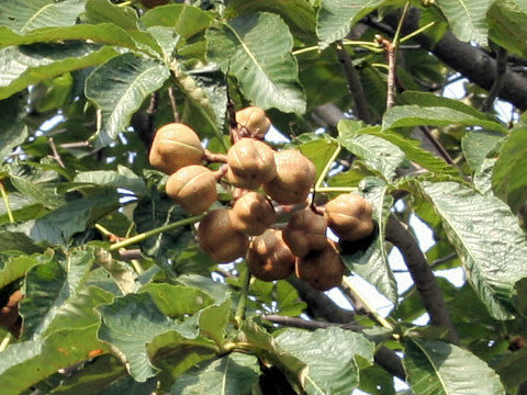 Aesculus turbinata