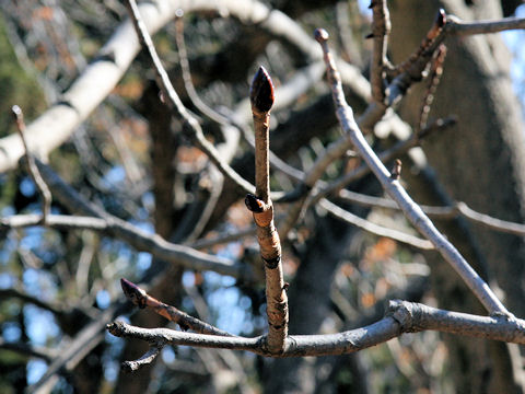 Aesculus turbinata