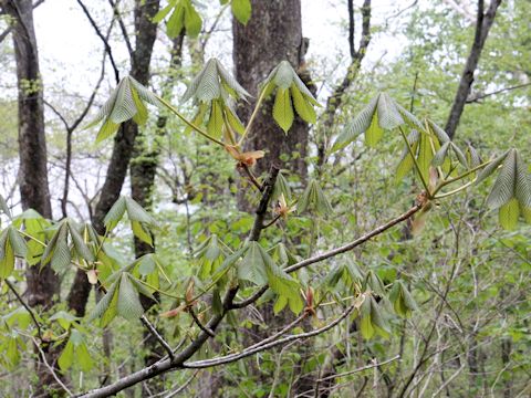 Aesculus turbinata