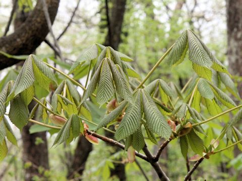 Aesculus turbinata