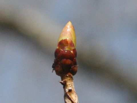 Aesculus turbinata