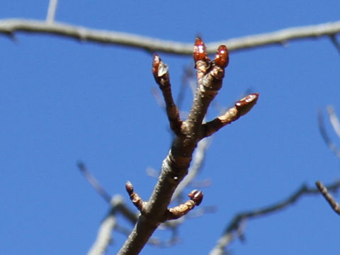 Aesculus turbinata