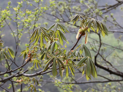 Aesculus turbinata