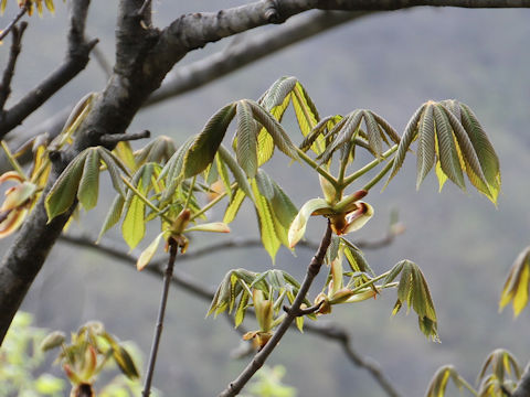 Aesculus turbinata