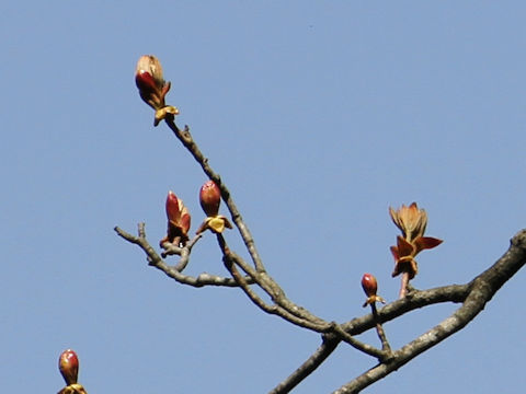 Aesculus turbinata