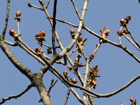 Aesculus turbinata