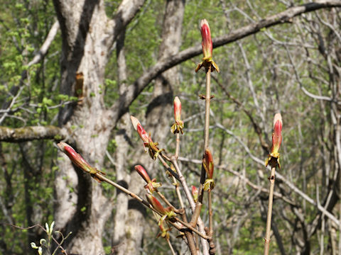 Aesculus turbinata