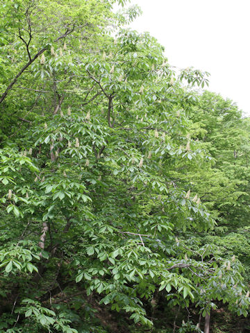 Aesculus turbinata