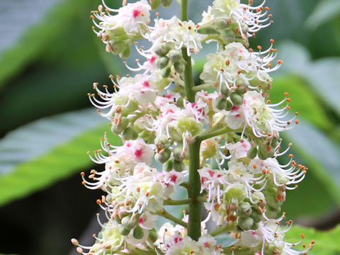 Aesculus turbinata