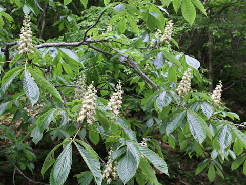 Aesculus turbinata