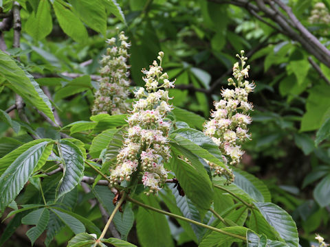 Aesculus turbinata