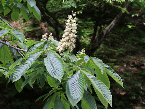 Aesculus turbinata