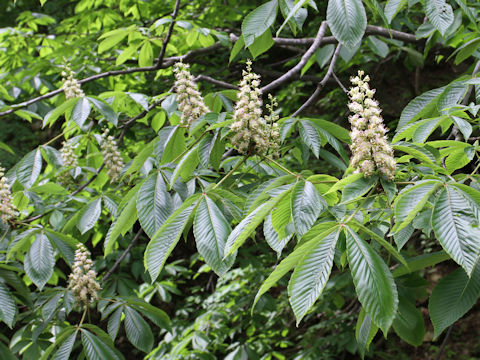 Aesculus turbinata