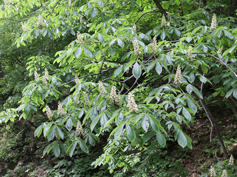 Aesculus turbinata