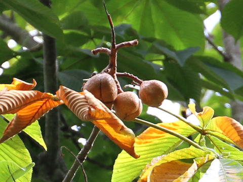 Aesculus turbinata