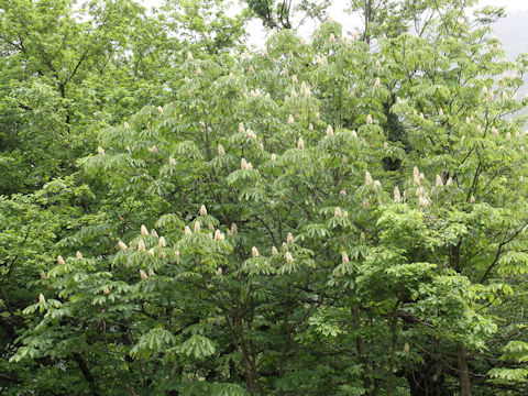 Aesculus turbinata