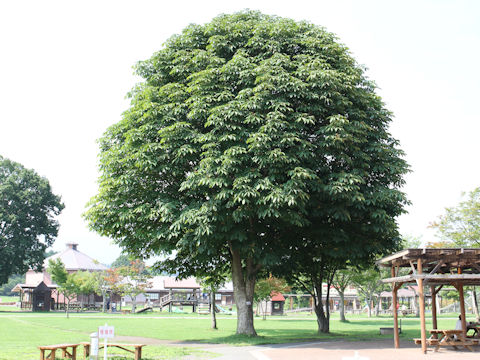 Aesculus turbinata