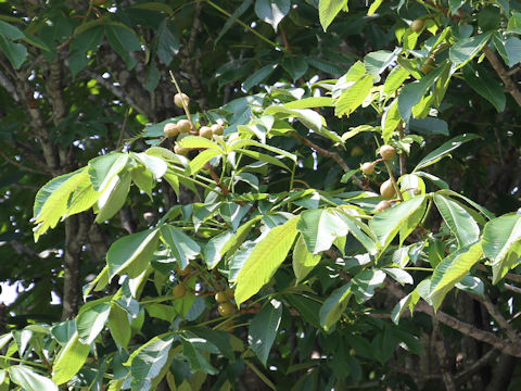 Aesculus turbinata